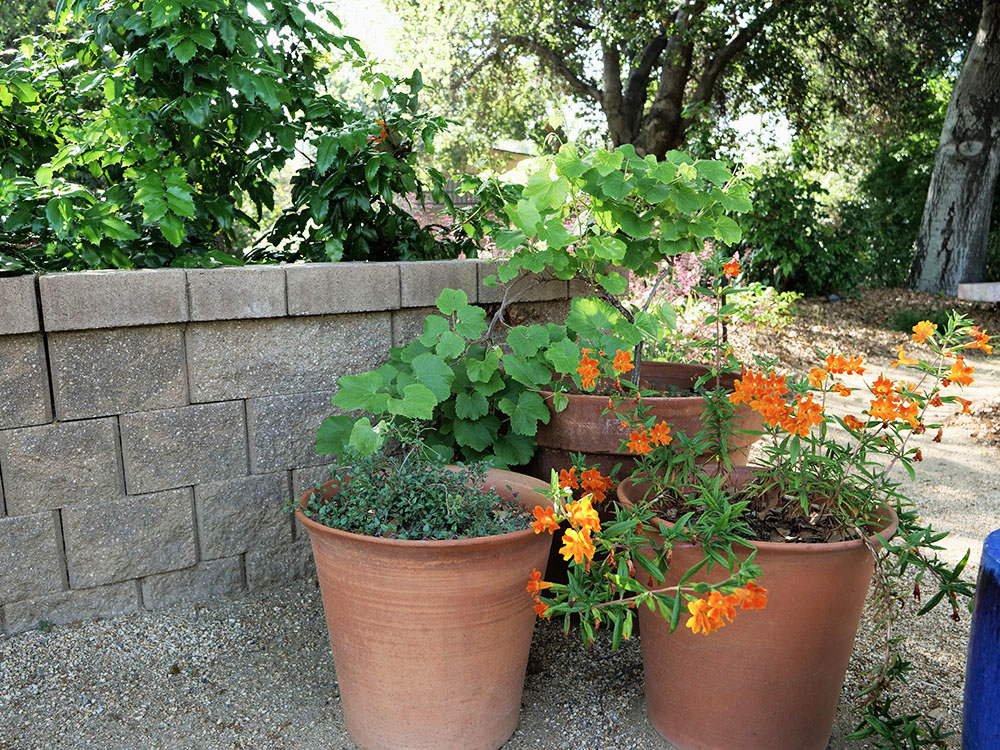 Container Gardens