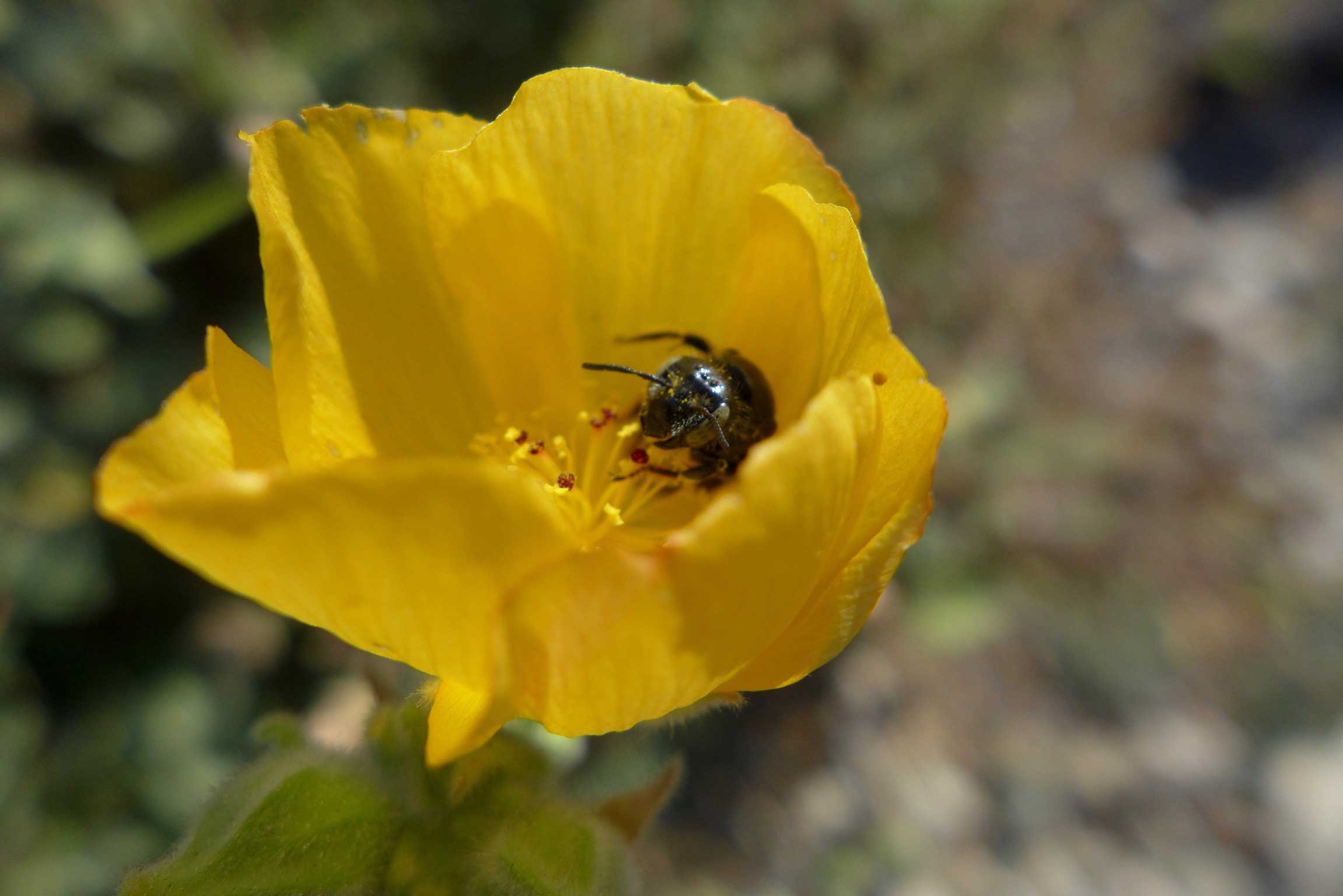 Pollinator Gardening