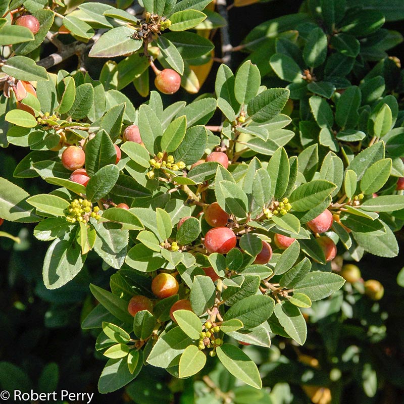 Container-Gardens-Fall_Coffeeberry