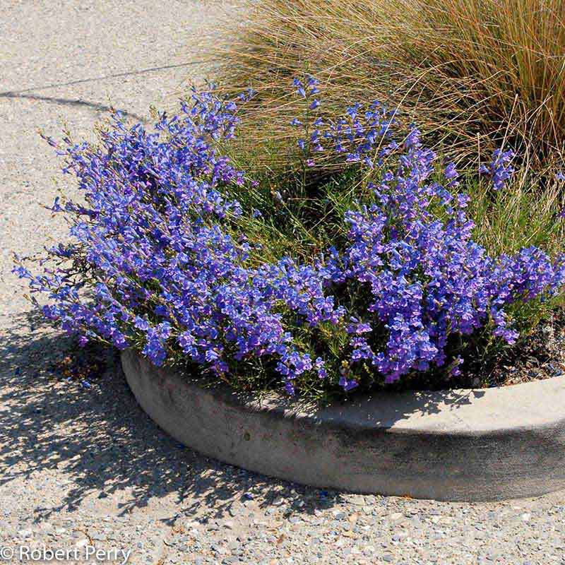 Container-Gardens-Spring_Margarita-Foothill-Penstemon