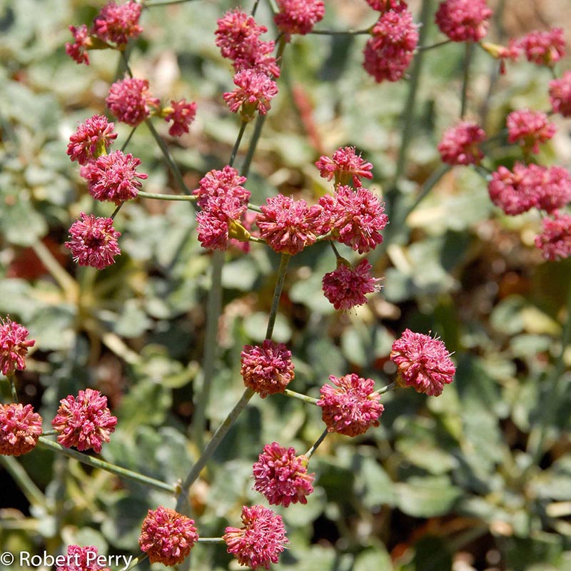 Container-Gardens-Spring_Red-Buckwheat