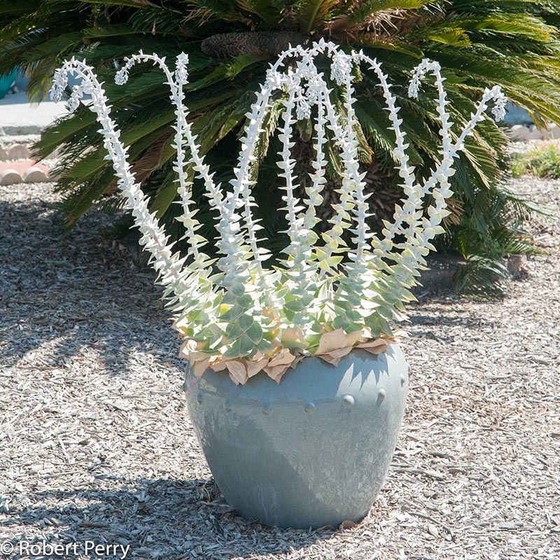 Container-Gardens-Summer_Dudleya-Species