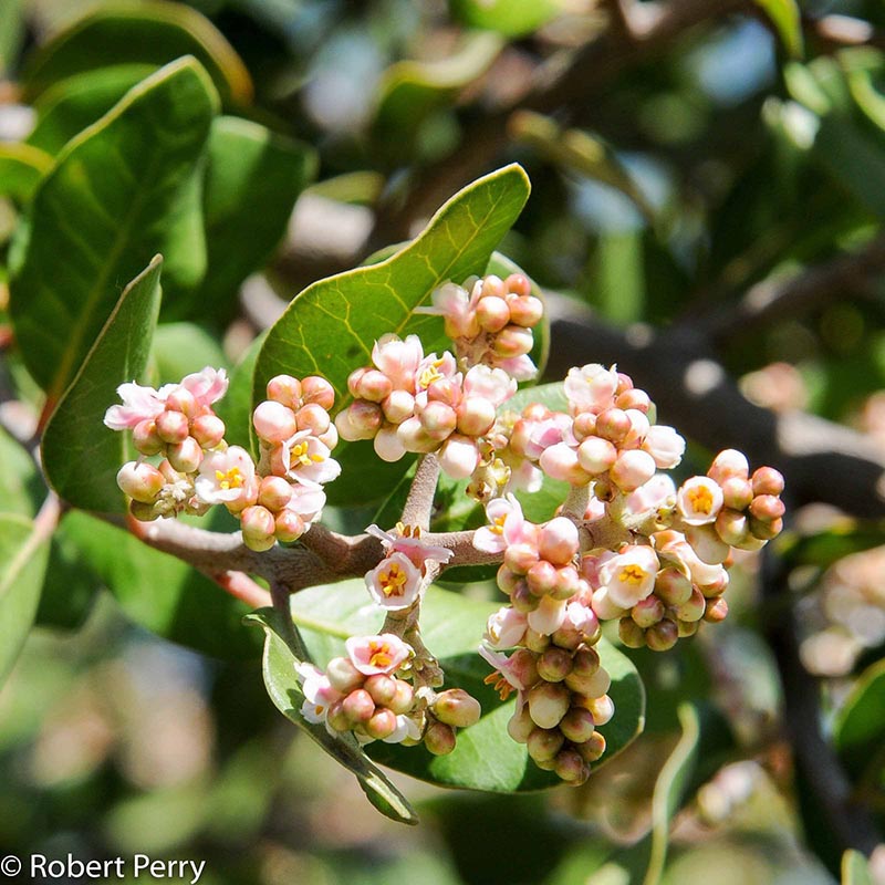 Container-Gardens-Winter_Lemonade-Berry