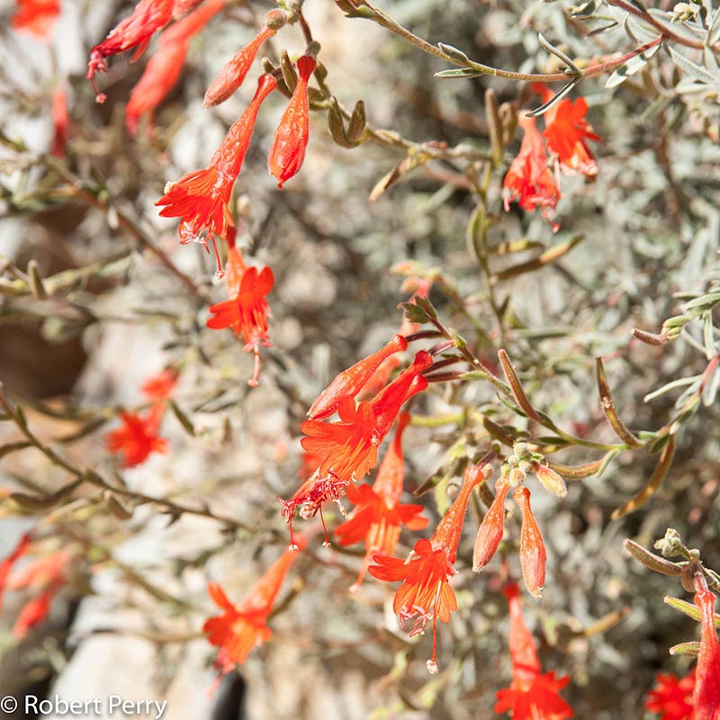 Fall_California-Fuchsia