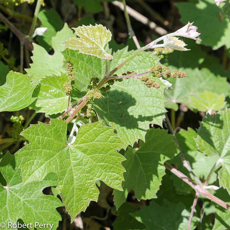 Fall_California-Grape