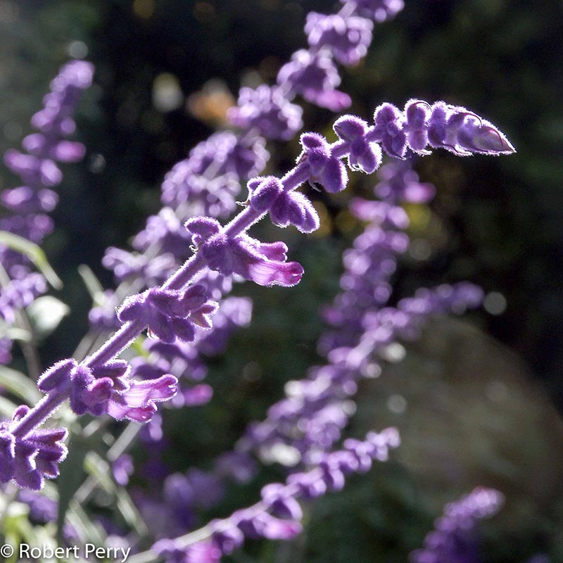 Fall_Mexican-Bush-Sage