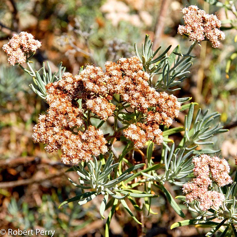 Fall_Santa-Cruz-Island-Buckwheat