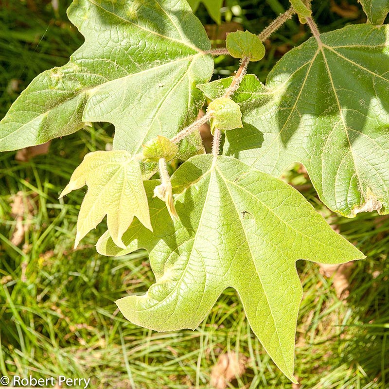 Fall_Western-Sycamore