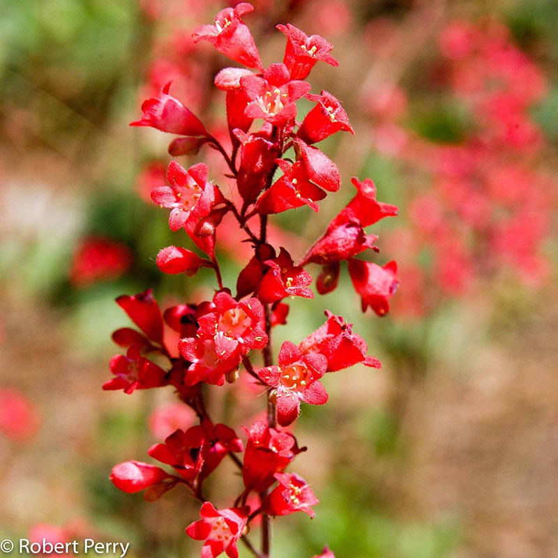 Spring_Coral-Bells