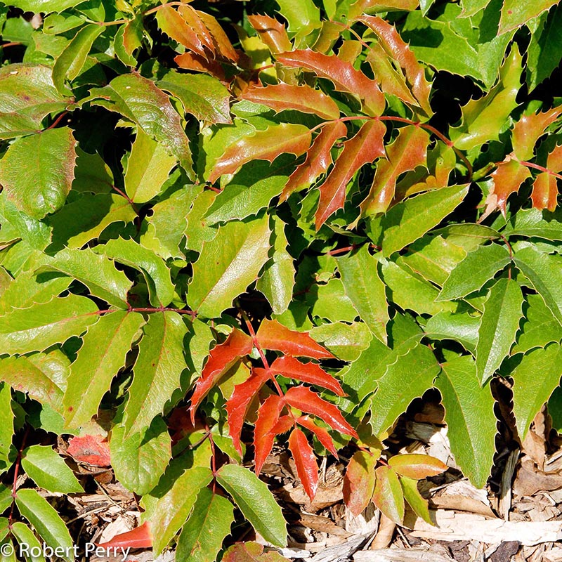 Spring_Creeping-Oregon-Grape