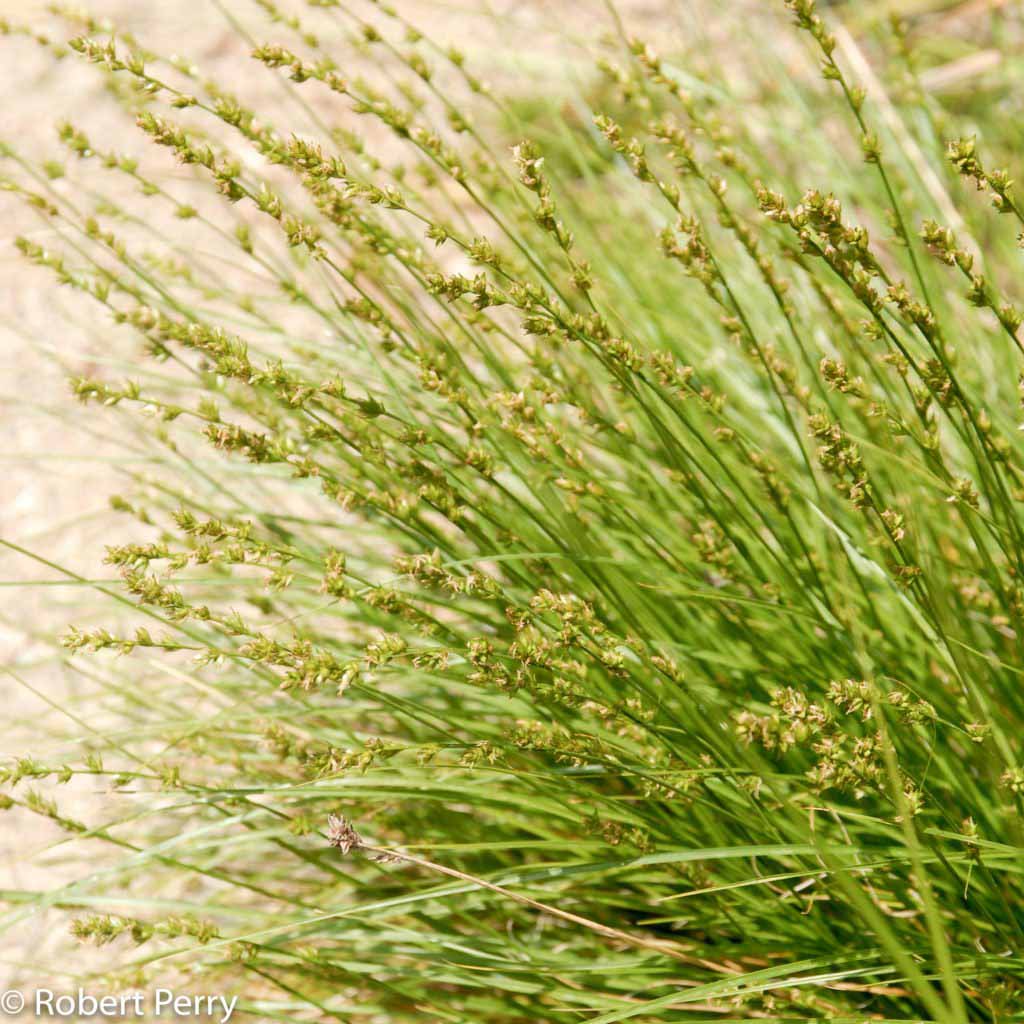 Spring_Foothill-Sedge