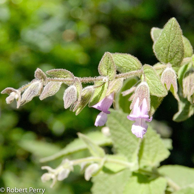 Spring_Fragrant-Pitcher-Sage