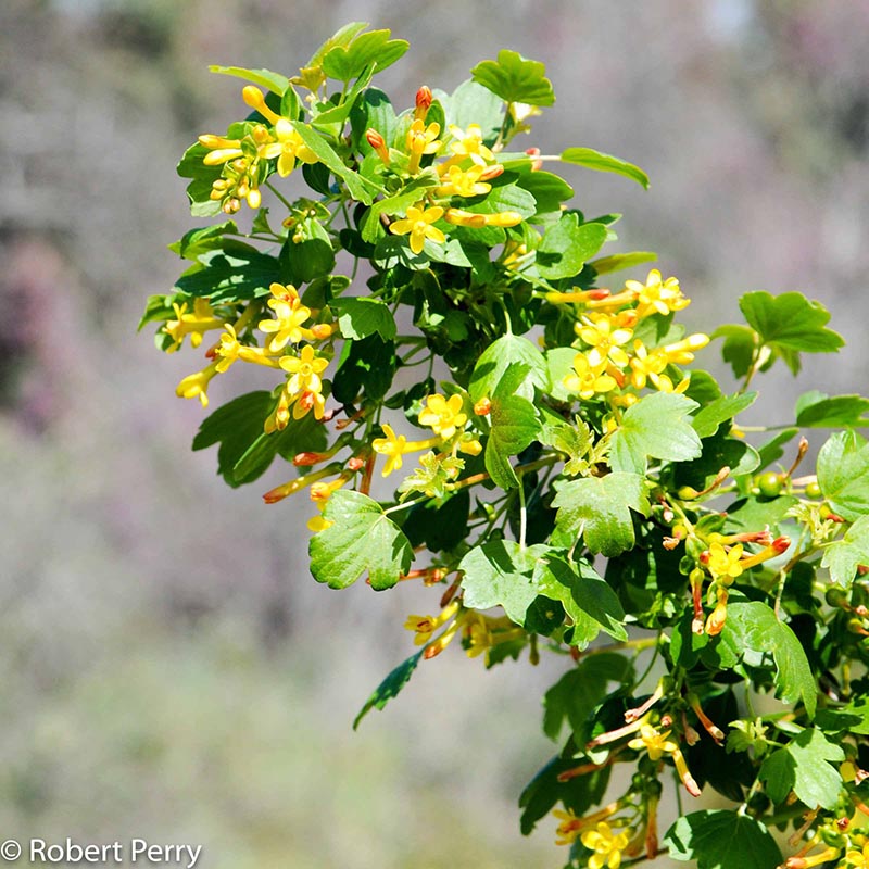 Spring_Golden-Currant