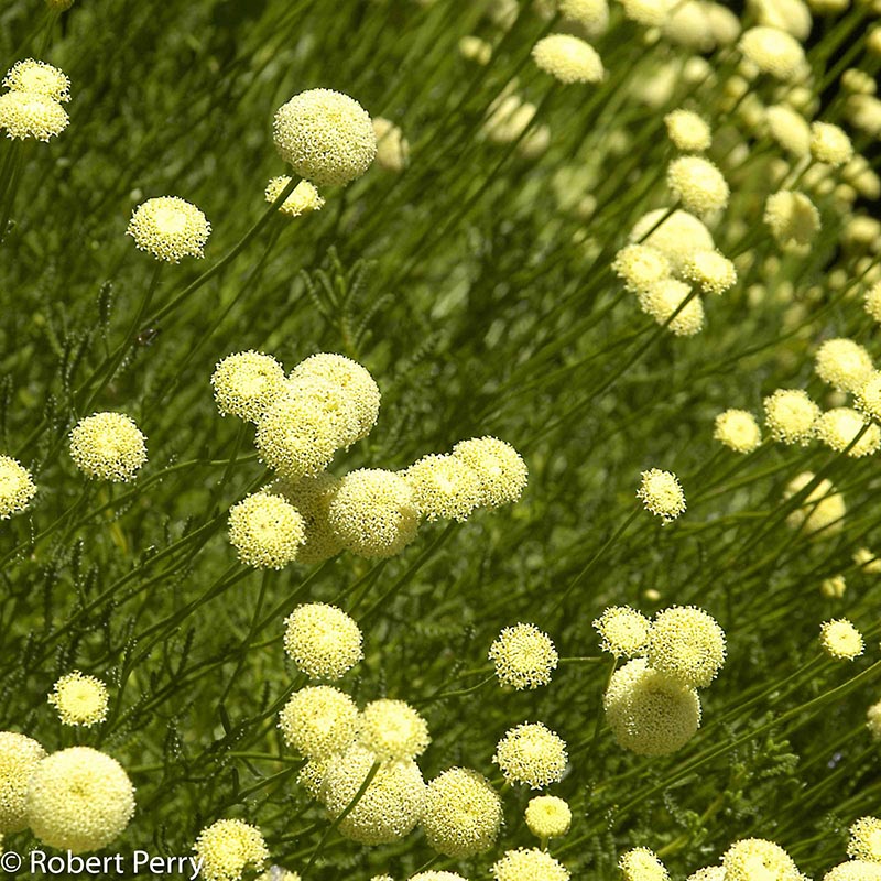 Spring_Green-Lavender-Cotton