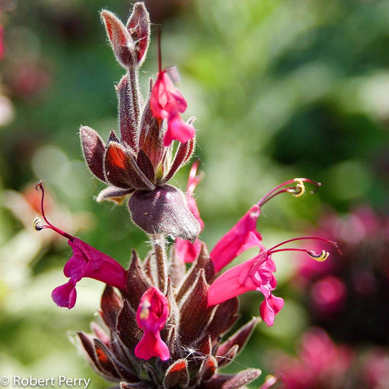 Spring_Hummingbird-Sage