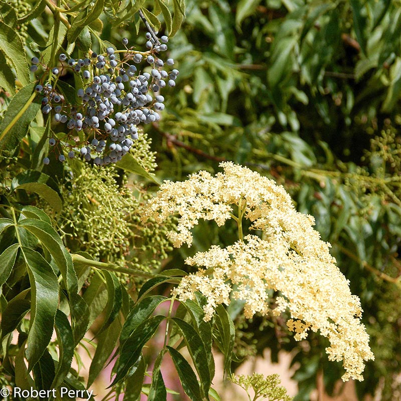 Spring_Mexican-Elderberry