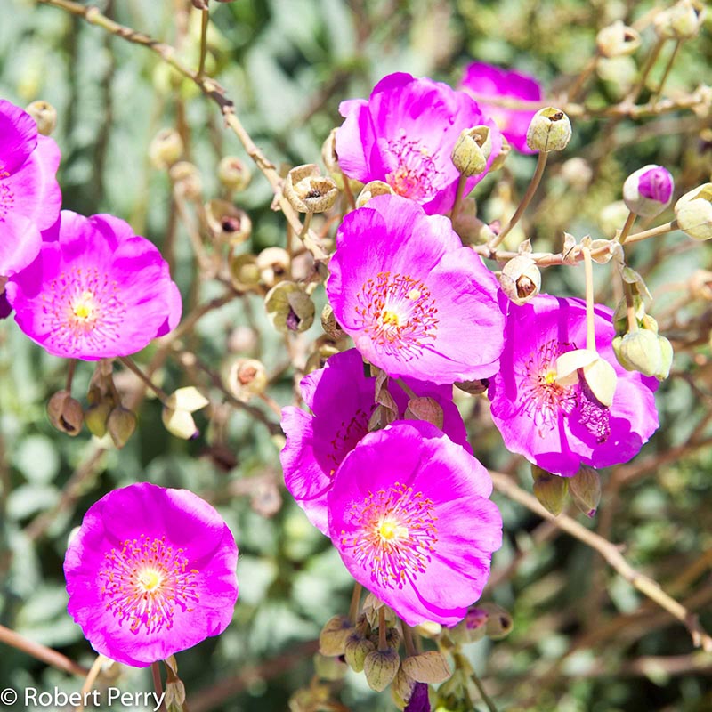 Spring_Rock-Purslane