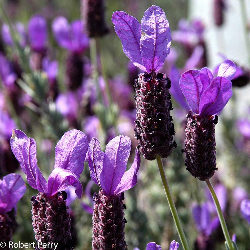 Spring_Spanish-Lavender