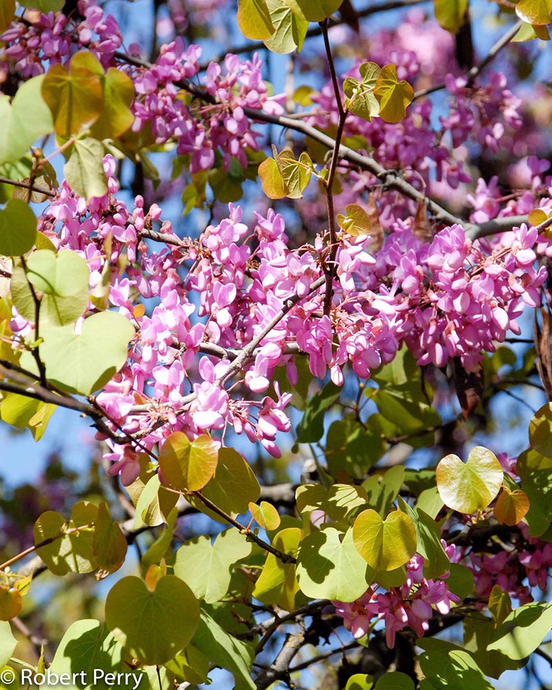 Spring_Western-Redbud