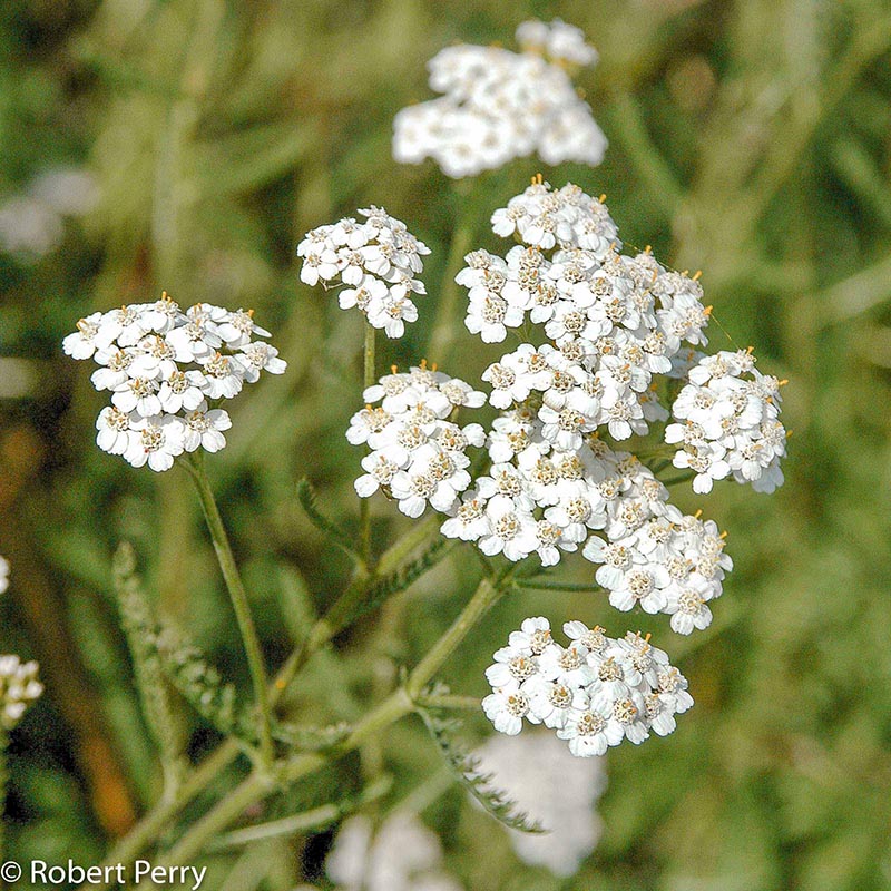 Spring_Yarrow