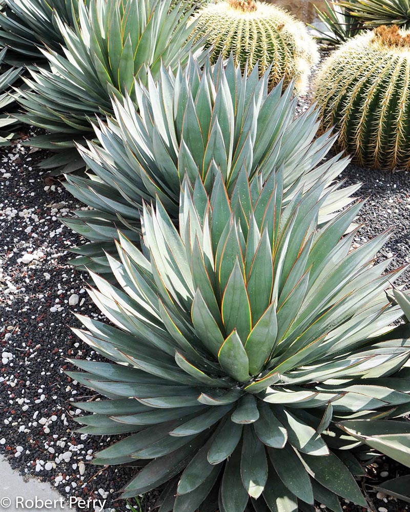 Succulent-Gardens-Fall_Blue-Glow-Agave