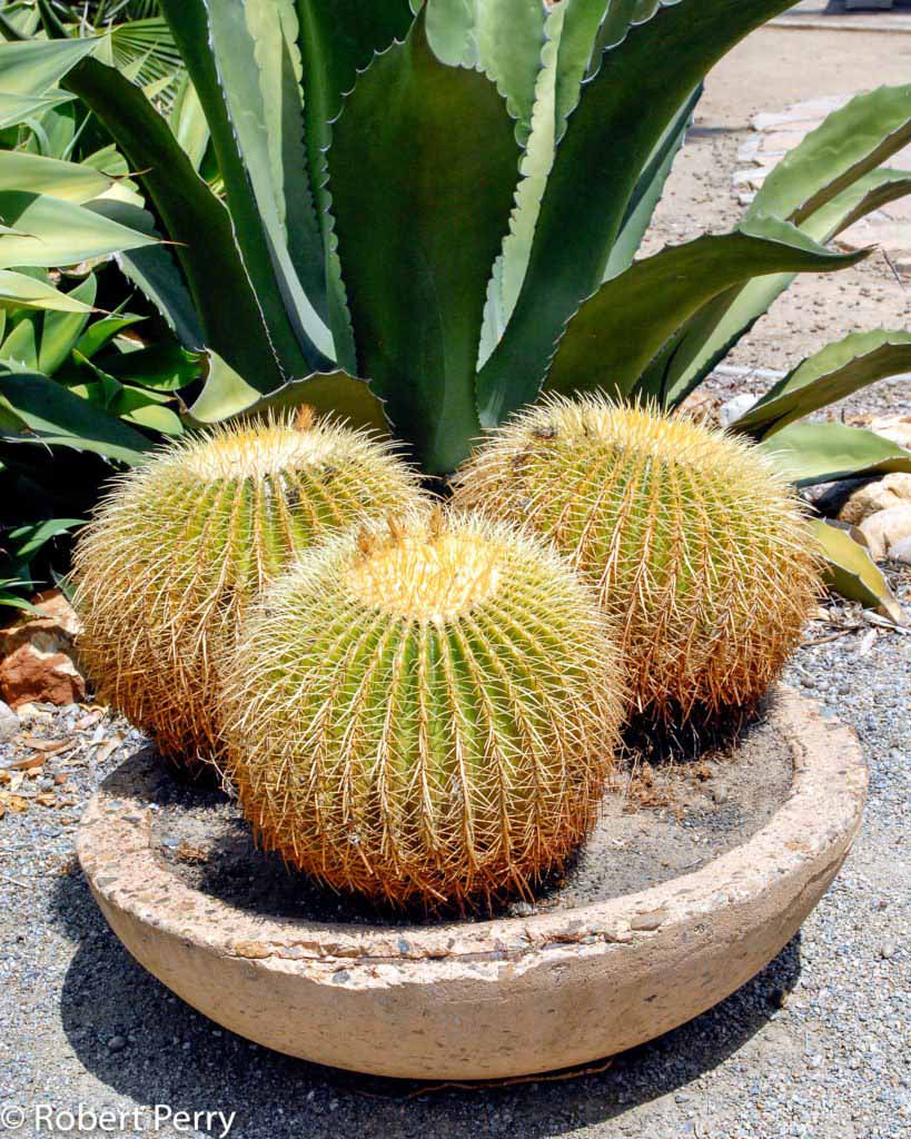 Succulent-Gardens-Summer_Golden-Barrel-Cactus