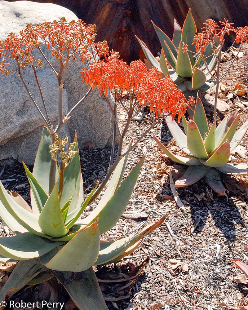 Succulent-Gardens-Winter_Coral-Aloe