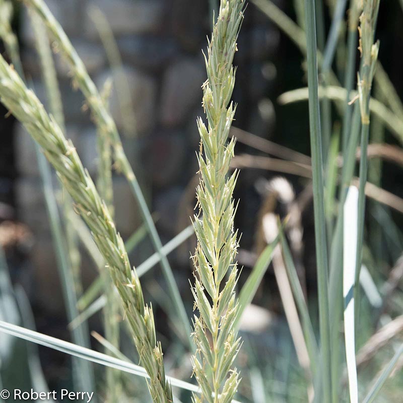 Summer_Canyon-Prince-Wild-Rye