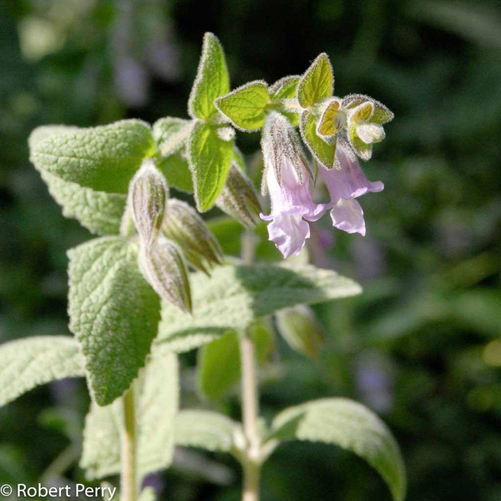 Summer_Fragrant-Pitcher-Sage