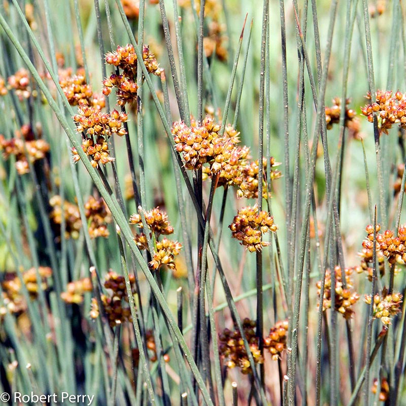 Winter_California-Grey-Rush