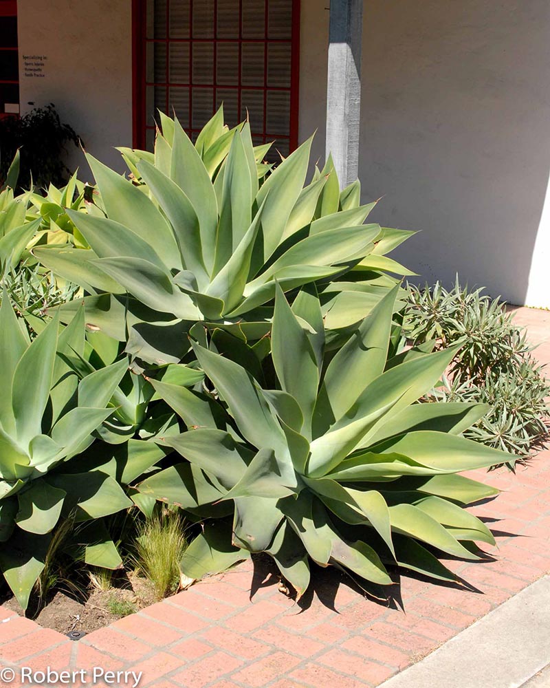 Winter_Foxtail-Agave