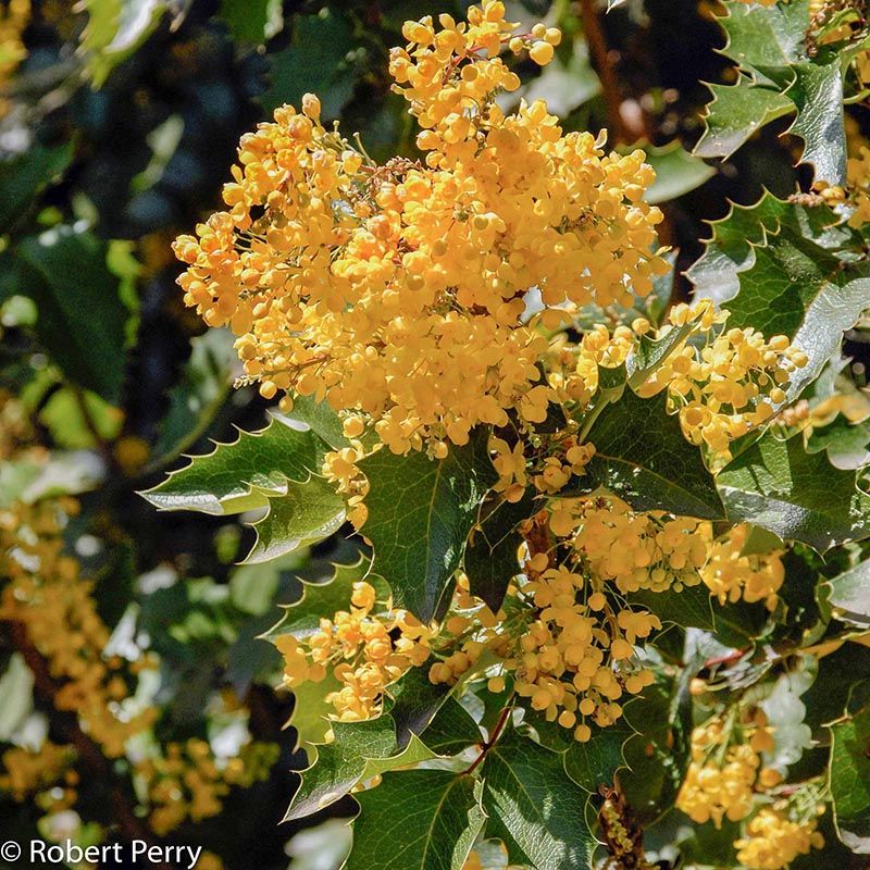 Winter_Golden-Abundance