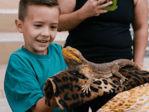 A child holds a bearded lizard and looks at it in amazement.