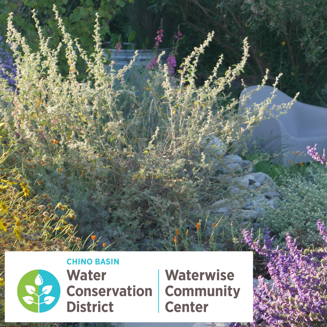 Garden of California native plants with a white plastic chair in the landscape. The Chino Basin Water Conservation District logo is in the bottom left of the photo.